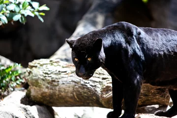 Abwaschbare Fototapete Panther schwarzer panter
