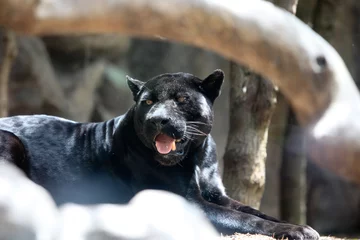 Abwaschbare Fototapete Panther schwarzer panter