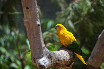 parrot on the tree