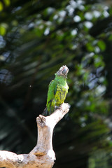 parrot on the tree