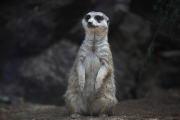wild surakat