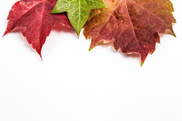 autumn Leaves