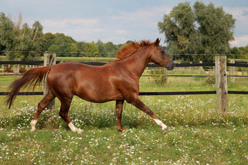 Fototapeta premium Pferd im Galopp