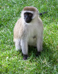 Vervet monkey sitting on grass