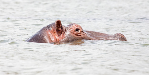 Fototapeta premium Hippopotamus in water with head above surface