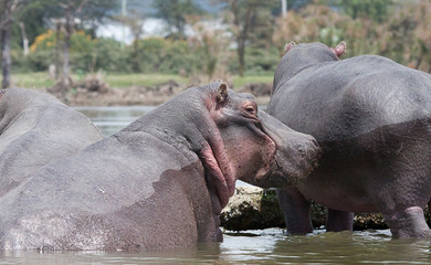 Hippopotamuses in shallow water
