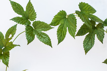 Fresh picked whole green fragile hop twig leafs over white table background. Vintage style. Beer production brewery ingredient concept wallpaper