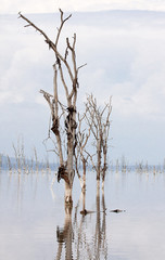 Dead trees in flooded lake