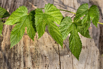 Fresh picked whole green fragile hop twig leafs over old rustic wooden table background. Vintage style. Beer production brewery ingredient concept wallpaper