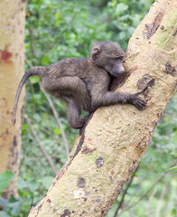 Baby olive baboon climbing yellow-barked acacia tree