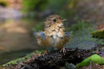 Bird in puffy feathers, front view.Cute flycatcher bird drying its feathers after bathing in a pond by flicking water away.