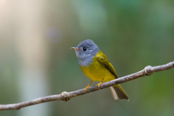 Bird portrait, side view.Grey headed bird perching on a vine over the pond with natural blurred background.