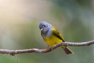 Bird portrait,side view..Grey headed bird perching on a vine over the pond looking toward water down below, natural blurred background..