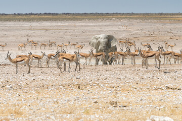 Fototapeta na wymiar ein Elefant inmitten einer Herde von Springböcken im Etosha Nationalpark, Namibia