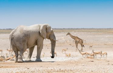 Elefant, Giraffe und Springböcke an einem Wasserloch  im Etosha Nationalpark, Naminbia