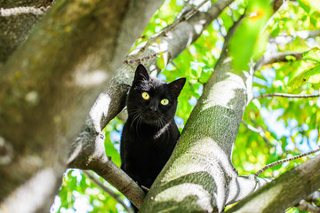 A cute frightened black cat sitting hiding on a branch of a green tree at sunny day