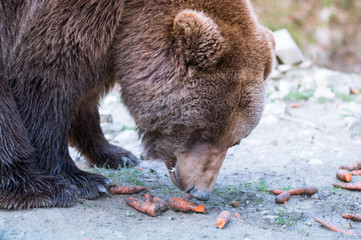Bear in the wild
