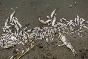 Fototapeta premium Fish pestilence