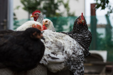 The hens are sitting