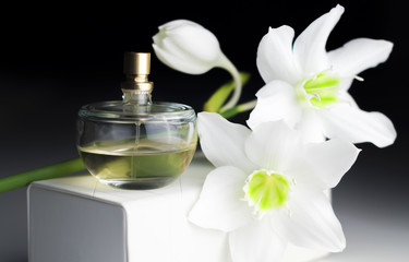 Obraz na płótnie Canvas bottle of perfume, white daffodil on a dark background