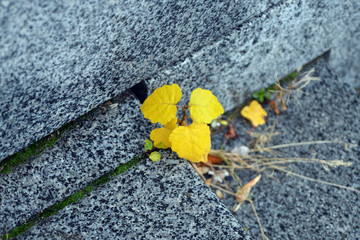 A strong sprout in the stone