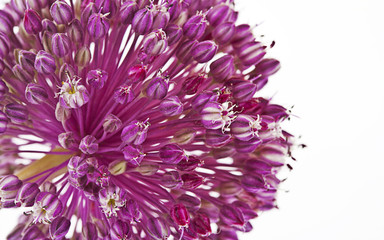 Obraz premium flor de la cebolla