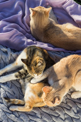 Three cats laying on blankets.