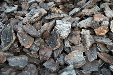 Woody bark
