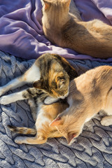 Three cats laying on blankets.