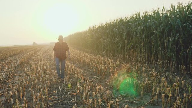 Old farmer walking on the corn field and looking around 4K