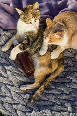 Two cats laying on blankets near plastic bottle with gel shampoo.