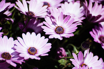 Obraz premium Purple daisy flowers
