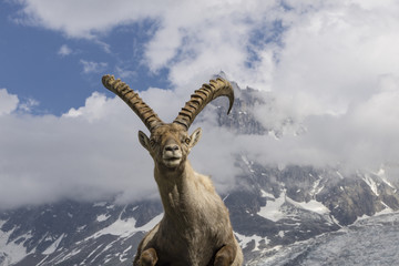Alpine ibex on a background of mountains.