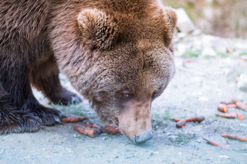 Naklejka premium Bear in the wild