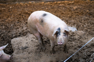 Piglets on the farm