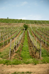 Fototapeta na wymiar The vineyard