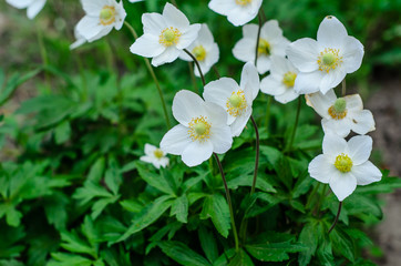 White anemone blossoming on spring