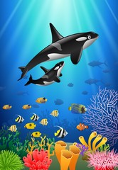 Naklejka premium Killer whales cartoon with underwater view and coral background. Vector Illustration.