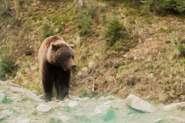 Fototapeta na wymiar Bear in the wild