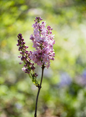 Lilac flower on long stem