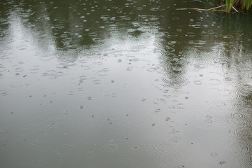 raindrops on surface of pond