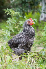 A hen