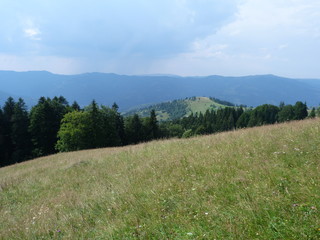 wild vegetation of the mountain forests of the Ukrainian Carpathians. Pines.