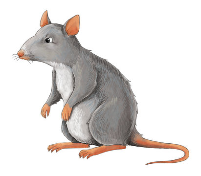 Cartoon animal - rat - some activity - illustration for children