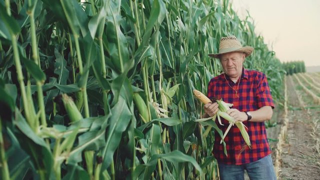Happy farmer checking and shows the good corn harvest 4K