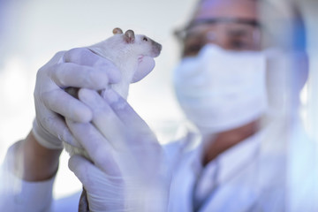 Laboratory worker examining white rat