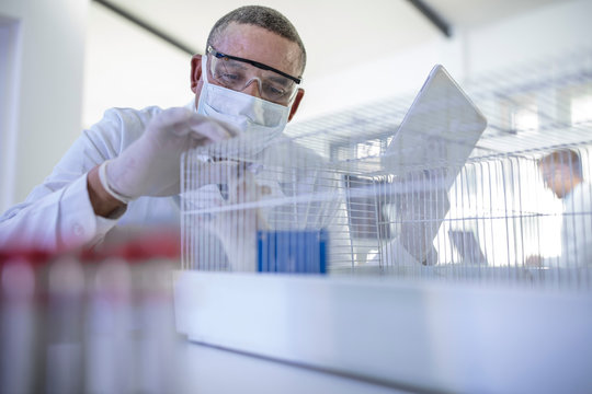 Laboratory worker holding digital tablet, looking into cage containing white rat