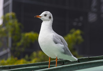 Seagull