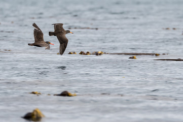 Pair of black oystercatchers in flight, Semidi Islands, Alaska