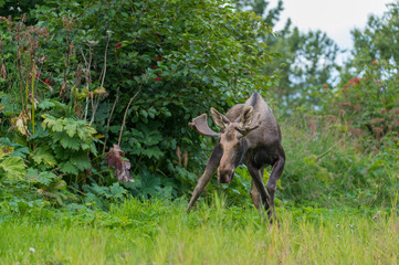 Fototapeta na wymiar Moose , Anchorage, Alaska